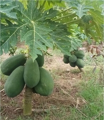 Hạt Giống Đu Đủ Lùn Siêu Trái Thái Lan