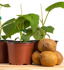 Hạt Giống Cây Ăn Trái Kiwi