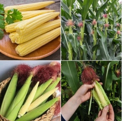 Hạt Giống Ngô Bao Tử Thái Lan