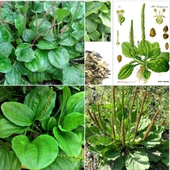 Hạt Giống Rau Mã Đề - Gói 1gram