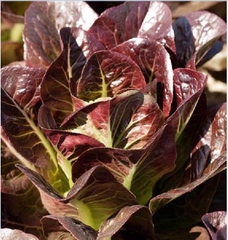 Hạt Giống Xà Lách ROMAINE Đỏ - Gói 0.2gram