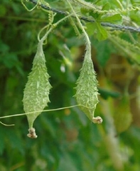 Hạt Giống Khổ Qua Rừng