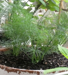 Hạt Giống Rau Thì Là Bốn Mùa - Gói 10gram