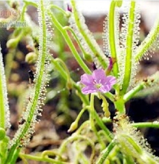 Hạt Giống Cây Bắt Mồi Gọng Vó