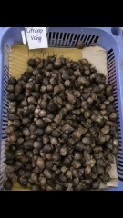 Củ Giống Hoa Huệ Mưa ( Combo 20 củ )