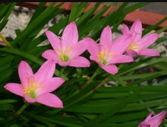 Củ Giống Hoa Huệ Mưa ( Combo 20 củ )