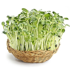 Hạt Giống Rau Mầm Hướng Dương - Gói 50gram