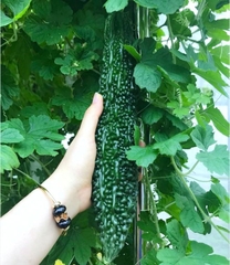Hạt Giống Khổ Qua Trái Xanh F1