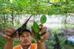 Hạt Giống Khổ Qua Rừng