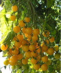 Hạt Giống Cà Chua Bi Vàng (Cà Chua Cherry) F1