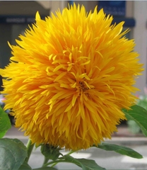 Hạt Giống Hoa Hướng Dương Nga Kép
