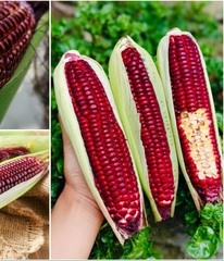 Hạt Giống Ngô Nữ Hoàng Đỏ F1