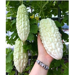Hạt Giống Khổ Qua Bạch Tuyết F1