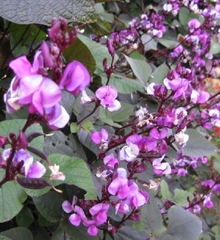 Hạt Giống Đậu Ván Tím F1