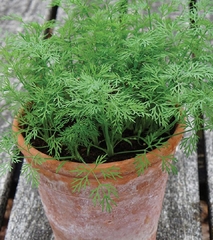 Hạt Giống Rau Thì Là Bốn Mùa - Gói 10gram