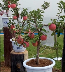 Hạt Giống Táo Lùn Đỏ Bonsai