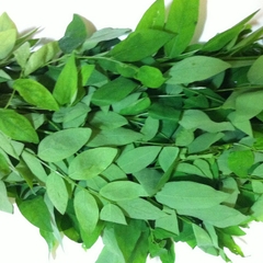 Hạt Giống Cây Rau Bồ Ngót - Gói 50 hạt