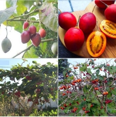 Hạt Giống Cà Chua Thân Gỗ Tamarillo Quả Đỏ