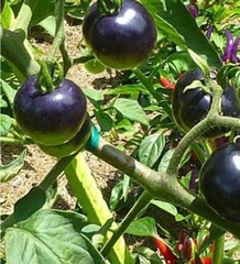 Hạt Giống Cà Chua Đen Mỹ F1