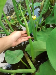 Hạt Giống Kèo Nèo (Rau Tai Tượng)