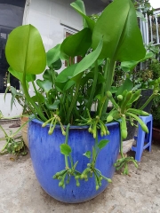 Hạt Giống Kèo Nèo (Rau Tai Tượng)