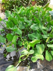 Hạt Giống Kèo Nèo (Rau Tai Tượng)