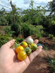 Hạt Giống Cà Đắng Tây Nguyên