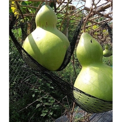 Hạt Giống Bầu Hồ Lô Khổng Lồ - Gói 5 Hạt