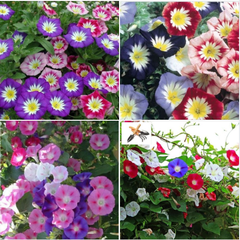 Hạt Giống Hoa Bìm Bìm Mix Màu