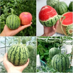Hạt Giống Dưa Hấu Táo Ruột Đỏ Red Sugar Baby