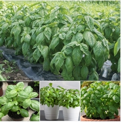 Hạt Giống Rau Húng Tây Basil Ý - Gói 100 hạt