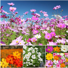 Hạt Giống Hoa Cúc Sao Nhái Mix Màu