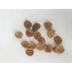 Hạt giống cây la hán quả - 5 hạt