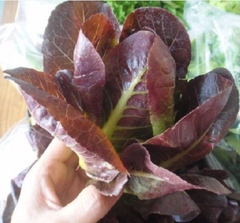 Hạt Giống Xà Lách ROMAINE Đỏ - Gói 0.2gram
