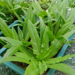 Hạt giống rau diếp thơm ( rau cải chíp )