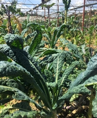 Hạt Giống Cải Xoăn Kale Khủng Long Ý