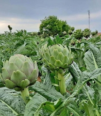 Hạt Giống Cây Atiso Xanh Đà Lạt