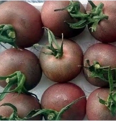 Hạt Giống Cà Chua Socola F1