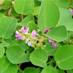 Hạt Giống Kim Tiền Thảo