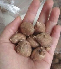 Củ Giống Hoa Lan Nam Phi Nhiều Màu ( Bộ 5 củ )