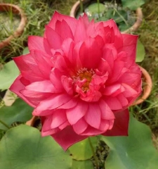 Hạt Giống Hoa Sen Bách Diệp Đỏ