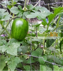 Hạt Giống Dưa Hấu Nụ - Dưa Hồng - Dưa Canh