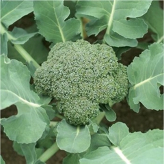 Hạt Giống Súp Lơ Xanh - Gói 0.2 Gram