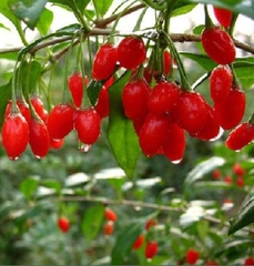 Hạt Giống Quả Câu Kỷ Tử - GojiBerry