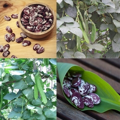 Hạt Giống Đậu Ngự