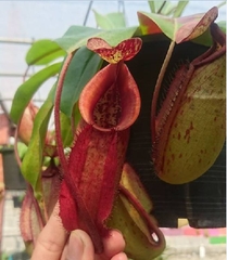 Hạt Giống Cây Bắt Mồi Nắp Ấm