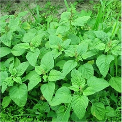 Hạt Giống Rau Dền Xanh Cao Sản ( Lá Tròn ) - Gói 20gram