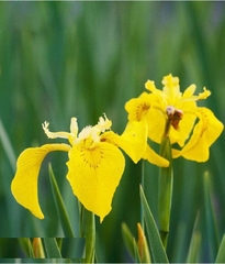 Hạt Giống Diên Vĩ Vàng (Iris Vàng)