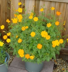 Hạt Giống Hoa Cúc Sao Nhái Mix Màu