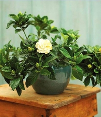 Hạt Giống Hoa Nhài ( Hoa Lài )